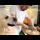 Golden Retriever Dogs Reaction When Onion Make Me Cry