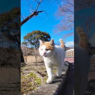 公園の猫ちゃん会うと喜んで池の側の東屋に向かった #ImpressedCatVideo #catisland #猫島