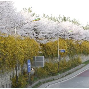 [취재파일] 개나리 2주 뒤면 본다…진달래, 벚꽃 모두 평년보다 일찍 필 듯
