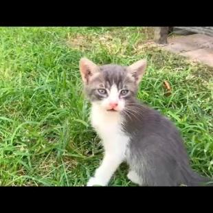 Little grey fluffy kittens found me in the park and won't leave my side
