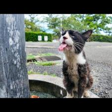 公園の猫「水道の水うめぇーニャン」