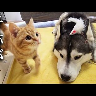 犬がネズミを頭に乗せて可愛がっていたら子猫の反応が...