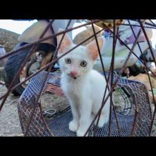 猫島の自転車置き場に行くと猫がワラワラ湧いてきて楽しい