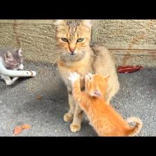 Mother Cat Cleans Perfectly! Kittens Test Their Patience 😸💕