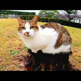 A stray cat was sitting on the stump, so when approaching and nadenade, the cat gladly got on my lap