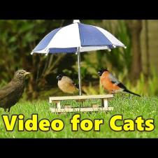 Birds for Cats to Watch ~ Picnic Table and Parasol Birds ⭐ 8 HOURS ⭐ NEW ✔️