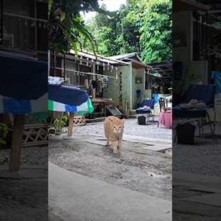 並木道にある猫が自主運営する猫カフェ?!から呼び込みに出て行く猫