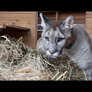 Реакция ПУМЫ и СВИНЬИ на сено / Котята растут / Бобр откликается на имя