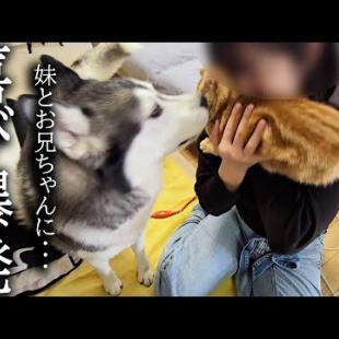 久々の再会に大興奮！！甘えん坊モード全開の子猫と犬達たちが可愛すぎた…