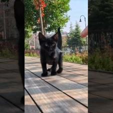 恐る恐る近づいてきてでもやっぱり逃げる子猫の黒猫ちゃんがかわいすぎる