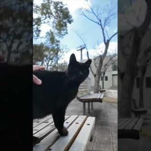 #ImpressedCatVideo #catisland #Cat