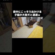 夜中にこっそり出掛けると...子猫が大型犬と遭遇した結果 笑#shorts