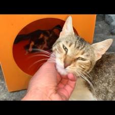 Homeless mother cat thanks for food and attention