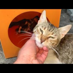 Homeless mother cat thanks for food and attention