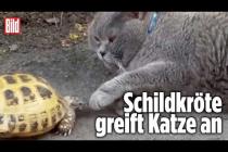 [독일 Bild紙] Aggro-Schildkröte attackiert Katze