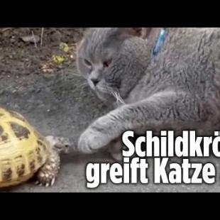 [독일 Bild紙] Aggro-Schildkröte attackiert Katze