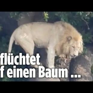 [독일 Bild紙] Weißer Löwe hat Angst vor Büffel-Herde | Krüger-Nationalpark