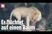 [독일 Bild紙] Weißer Löwe hat Angst vor Büffel-Herde | Krüger-Nationalpark