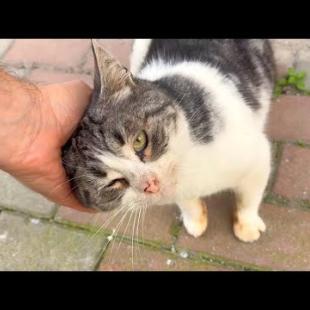Abandoned pet cat waits for me every day