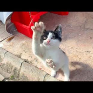 Funny kitten and his mother playing incredibly cute game