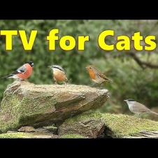 Birds for Cats to Watch ~ Cat TV Delight ⭐ 8 HOURS ⭐