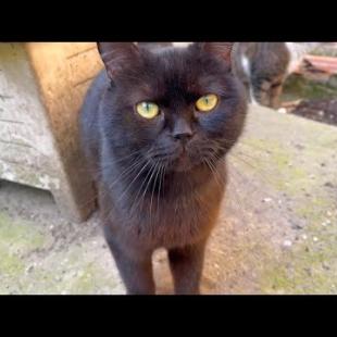 Black street cat shows me his somersault skills