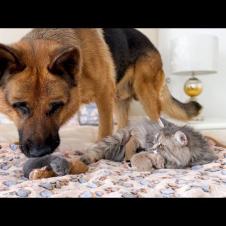 German Shepherd Meets Newborn Kittens with Mom for the First Time!