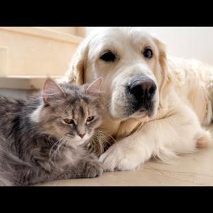 Golden Retrievers and Cats Became Best Friends