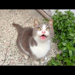 Smoke cat chats with me by meowing loudly