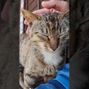 猫好き歓喜！猫島のフェリー乗り場が猫だらけで幸せすぎた…！