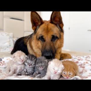 German Shepherd Watching Over Sleeping Tiny Kittens