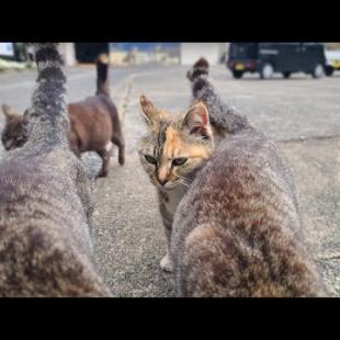 感動猫動画 のライブ配信
