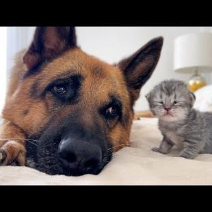 German Shepherd Befriends Newborn Tiny Kitten!