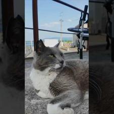 頭を撫でるとすぐにゴロンゴロン寝転がる港の猫がかわい過ぎる