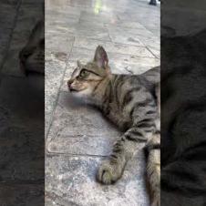 🐾 You again? I said I'm resting! 😾💤 #shorts #kitten #cat #catsoftiktok  #catvideo #cute #animals