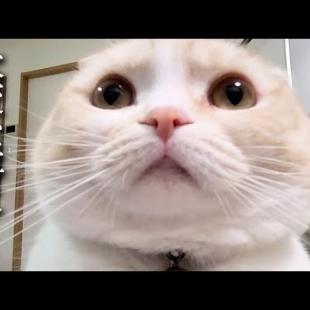 巨大迷路にチャレンジした結果犬と猫のリアクションが100点すぎた...