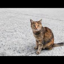 猫島で防波堤に座ると猫が隣に座ってきた