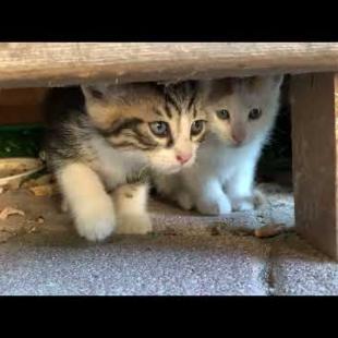 I Won the Hearts of the Timid Kittens on the Street 💕