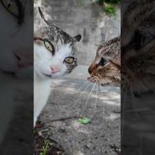 【猫バトル】山猫軍vs港猫連合、抗争勃発【猫なのに抗争がガチすぎる】