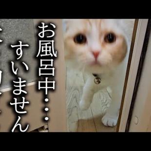 お風呂に入ってると猫がニャーニャー鳴くのでついて行くと大変なことに...