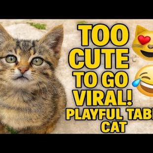 🐾 “So Cute It’s Going Viral! Playful Tabby Kitten 😻🤣