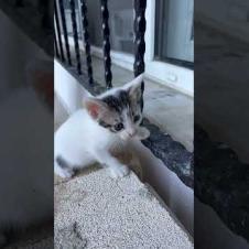 Kitten: Turned Around As If To Say Leave Me Alone 😂🐾 #shorts  #kitten #cat #catlove #cute #animals