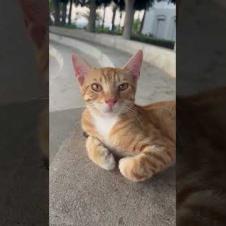 😺 “Cuteness Level Up: Rest Mode On 🚫🐾#shorts #kitten #cat #catlove #cute #animals  #catvideo