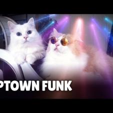 Mark Ronson - Uptown Funk (Cover By Cats) ft. Bruno Mars