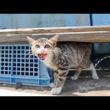 漁港に一人ぼっちの子猫がいたので日陰でちゅーるをやろうとしたら大人猫が次々とやってきてモミクチャにされた