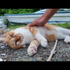 漁港で出会った猫、ゴロゴロ甘えモード全開で癒やされた🐱💖