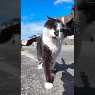 猫島で防波堤に座ると鼻インクハチワレちゃんがモフられに寄ってきた
