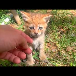 💕🐱 “Don’t Leave Me!” – Abandoned Kitten Is Preventing Me From Going Home
