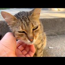 Tabby stray cat needs love more than food