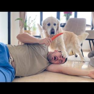 I Tricked My Golden Retriever with FOOD into Thinking I'm DEAD!